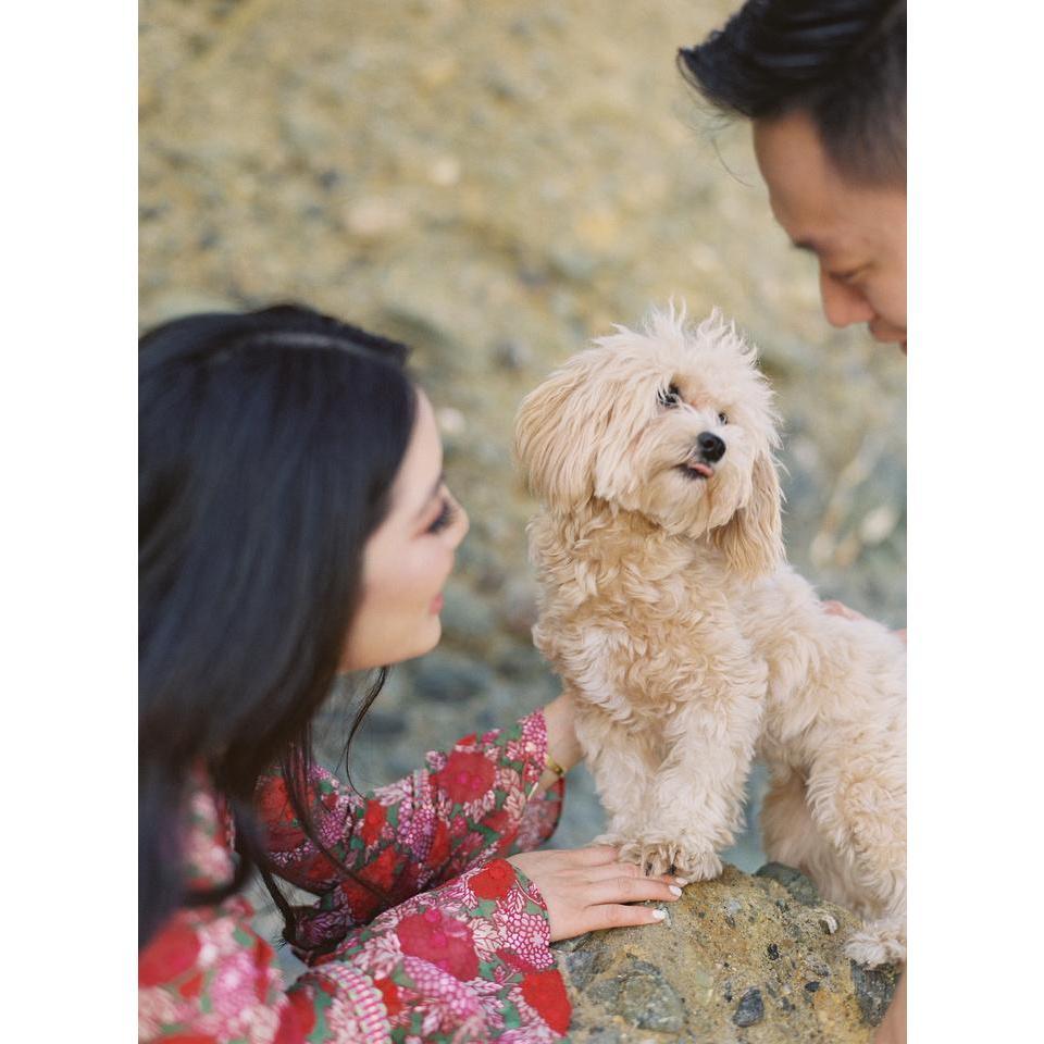 Meet Coco, our Maltipoo. She's the best thing that's ever happened to us--besides meeting each other, of course! ;)