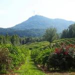 Currahee Vineyard & Winery