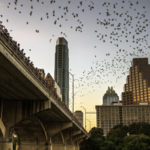 Statesman Bat Observation Center