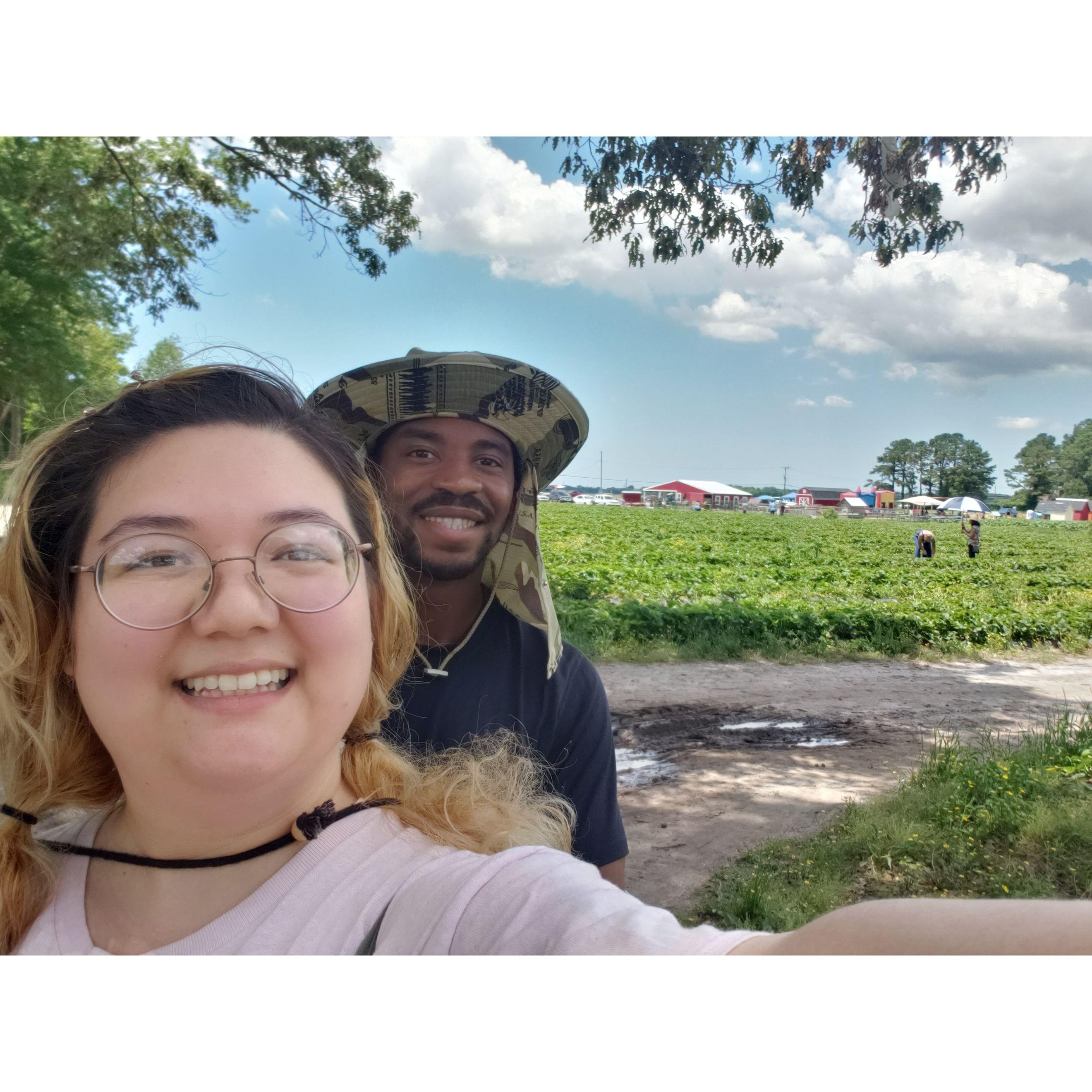 We went strawberry picking at a farm