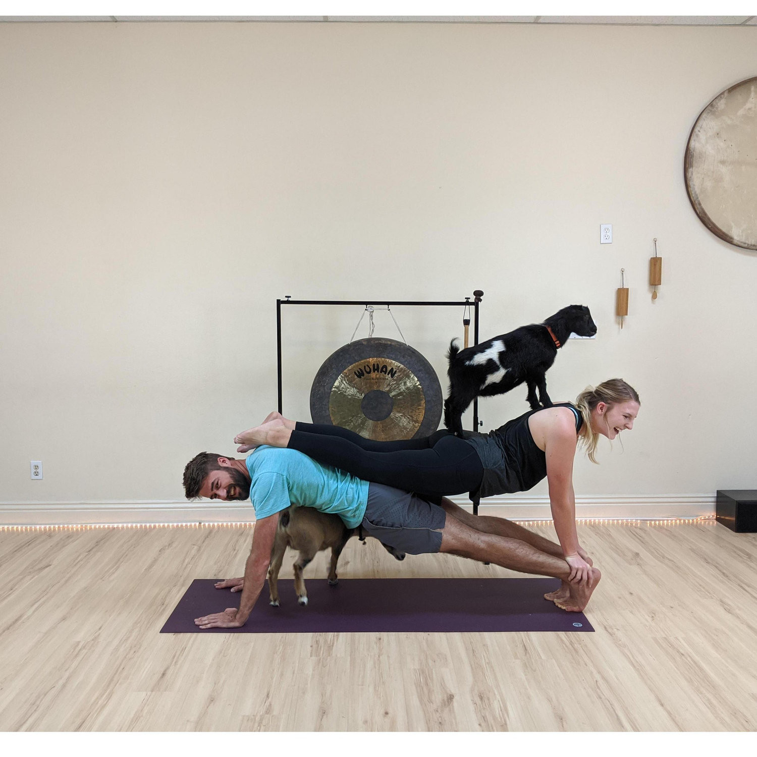 Huge fans of goat yoga