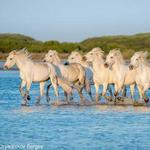 La Camargue