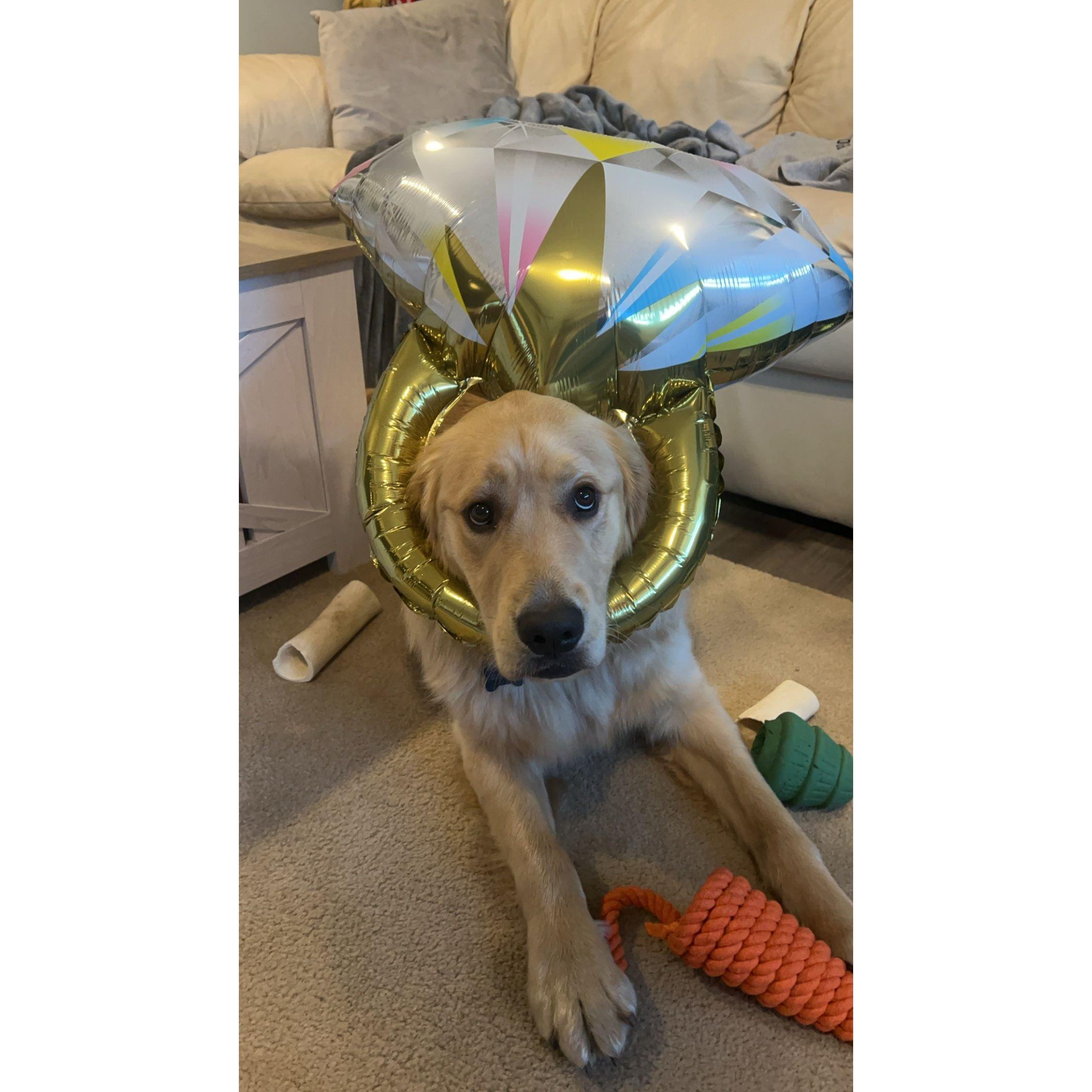Tucker celebrating his parents getting engaged!