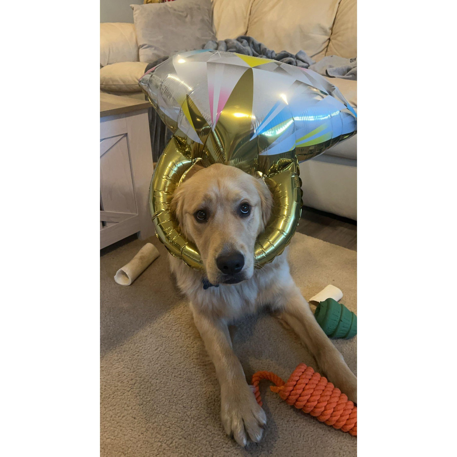 Tucker celebrating his parents getting engaged!