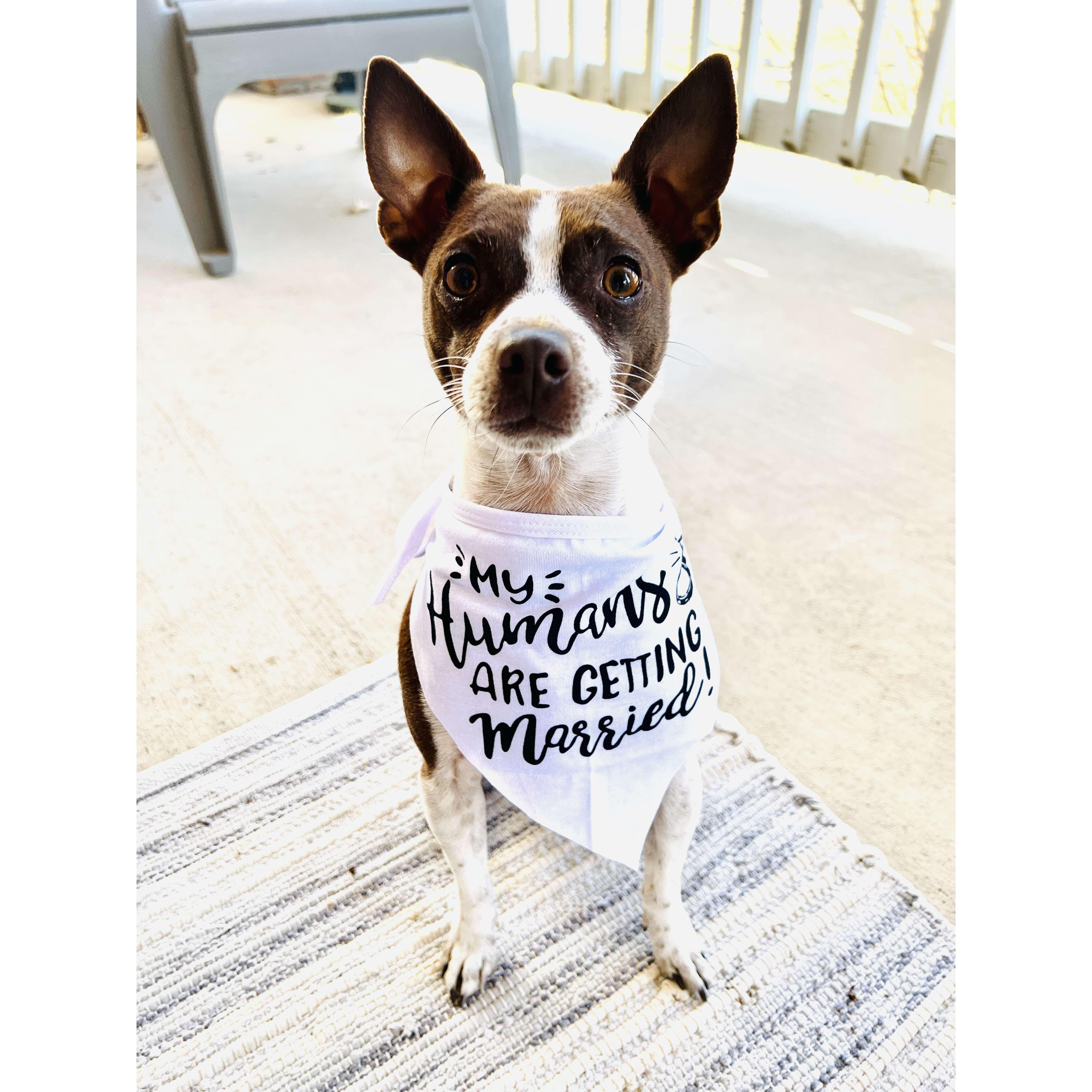 Frederick is excited that his humans are getting married.