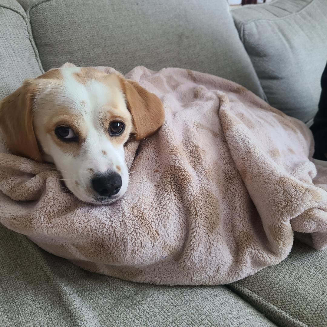 We spend roughly 80% of our free time trying to keep this creature warm