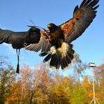 Falconry School