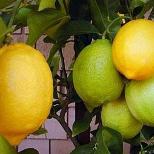 Eureka Semi-Dwarf Lemon Tree