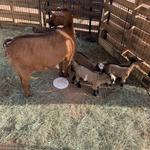 Kinsey Kountry Farm LLC