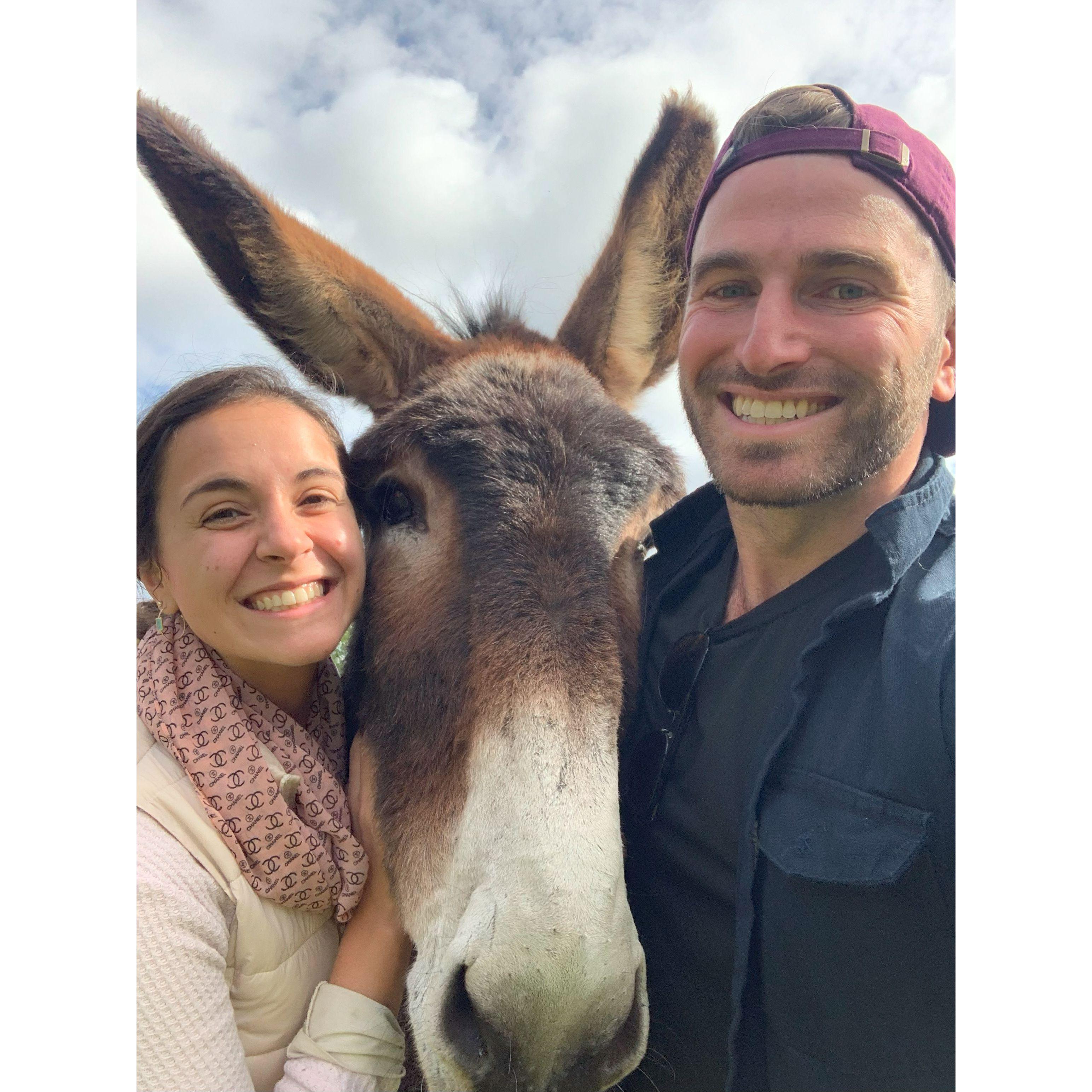 Hanging out with our new donkey friends, a week after getting engaged