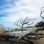 Driftwood Beach