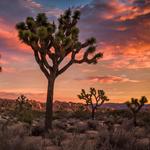 Joshua Tree National Park