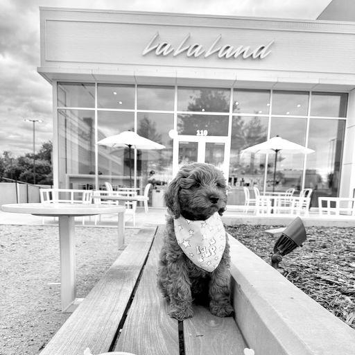 Getting our first little boy, Ilo 🐾 March 2024