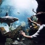 Newport Aquarium