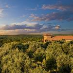 Texas Hill Country Olive Co.