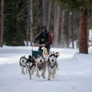 Dog Sledding Adventure