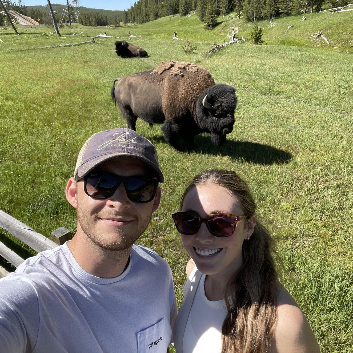 Road trip through Yellowstone National Park, saying hello to some Bison