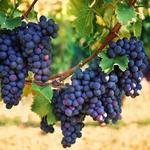 Napa Valley