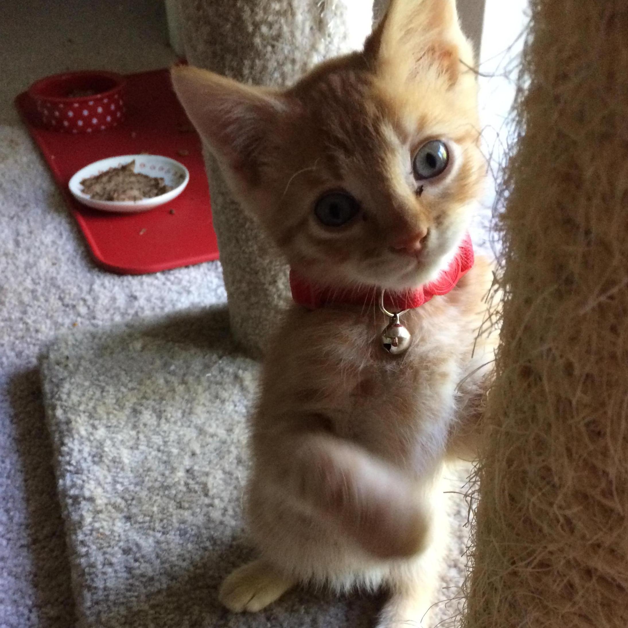 Ollie, who has brought a lot of cuteness and annoyance to our household...