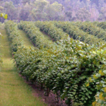 Chautauqua Vineyard & Winery