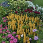 Bergeson Nursery