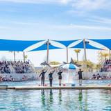 Gulfarium Marine Adventure Park