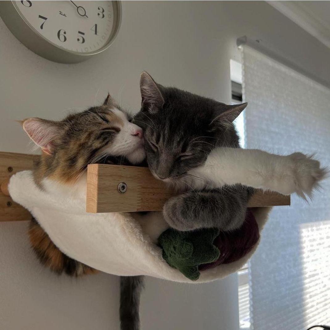 Two of our furry babies <3