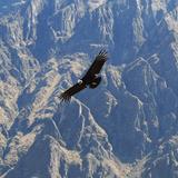 Colca Canyon