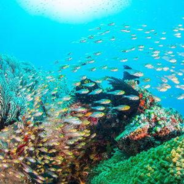 Okinawa Coral Reef Snorkeling Adventure