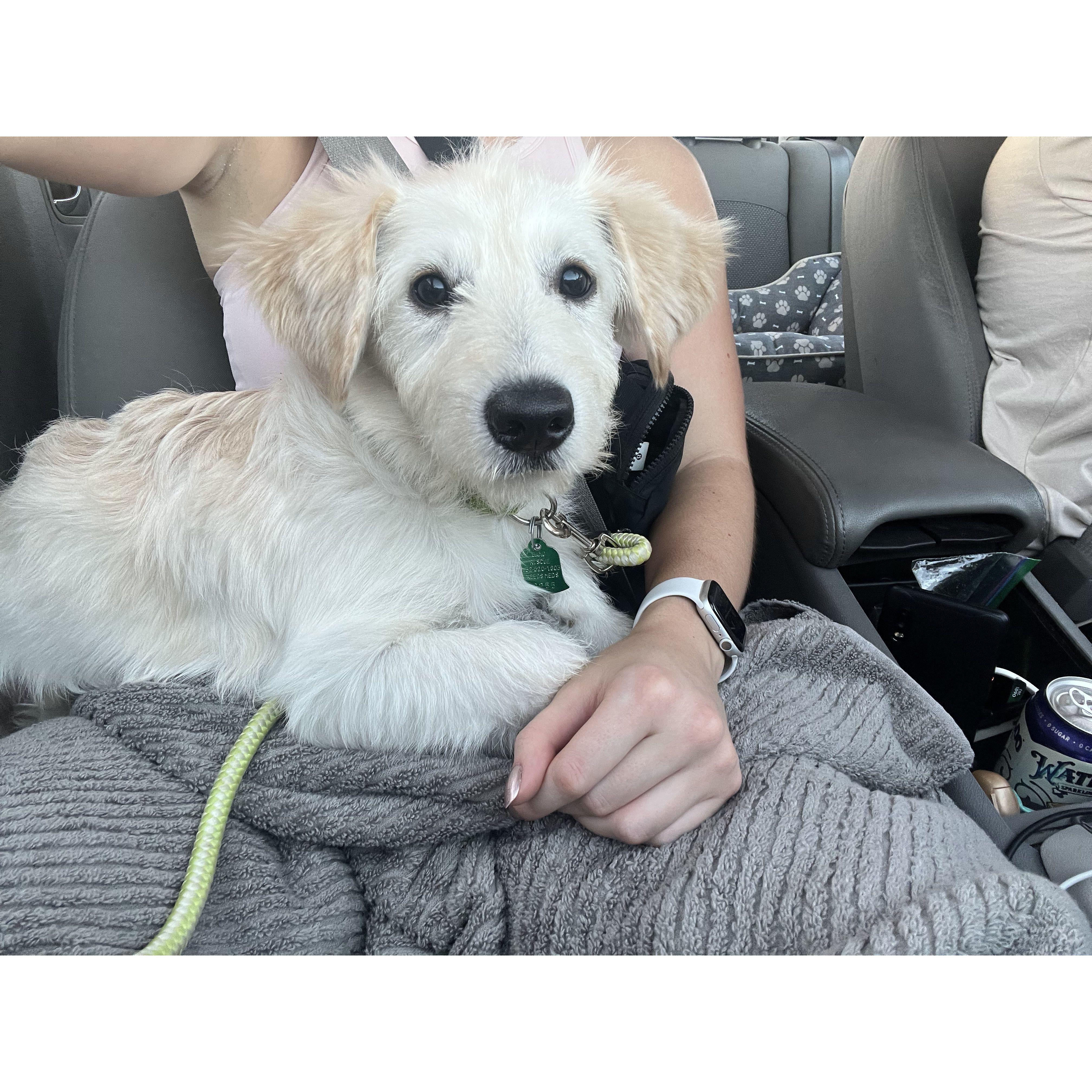 Our first picture of Deker after we adopted him