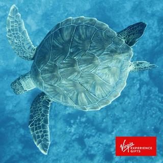 Turtle Canyon Snorkel and Sail for 2 - Hawaii