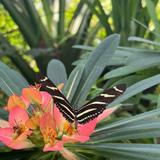 The Key West Butterfly and Nature Conservatory