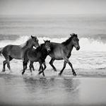 Outer Banks Visitor Information