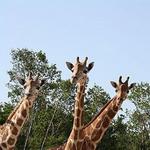 Naples Zoo at Caribbean Gardens