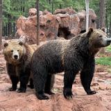 Bearizona Wildlife Park