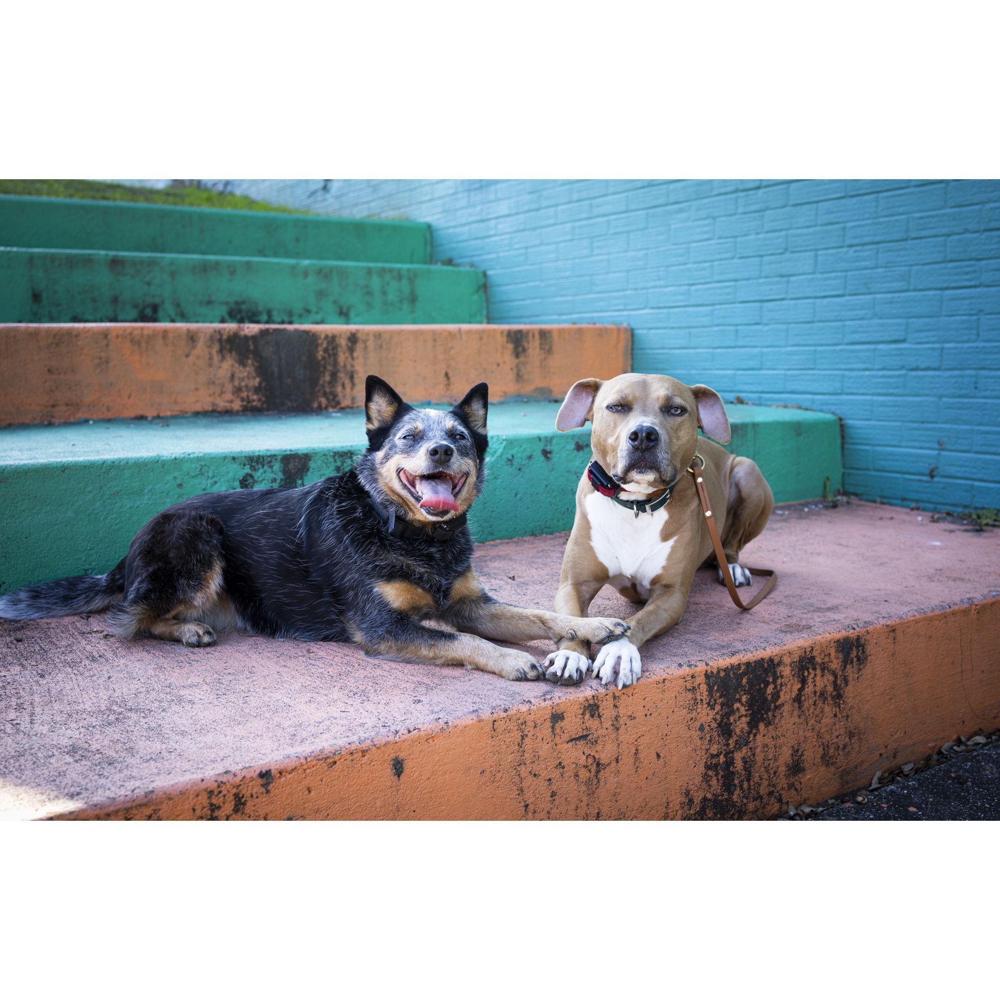 Boom and Roses, our two dogs, on the day we were engaged.