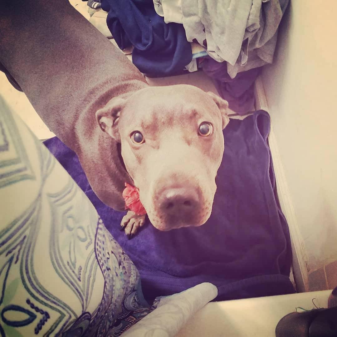 Daisy attempting to take a shower with Mama.