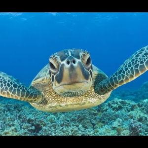 Swimming with Turtles on Honeymoon