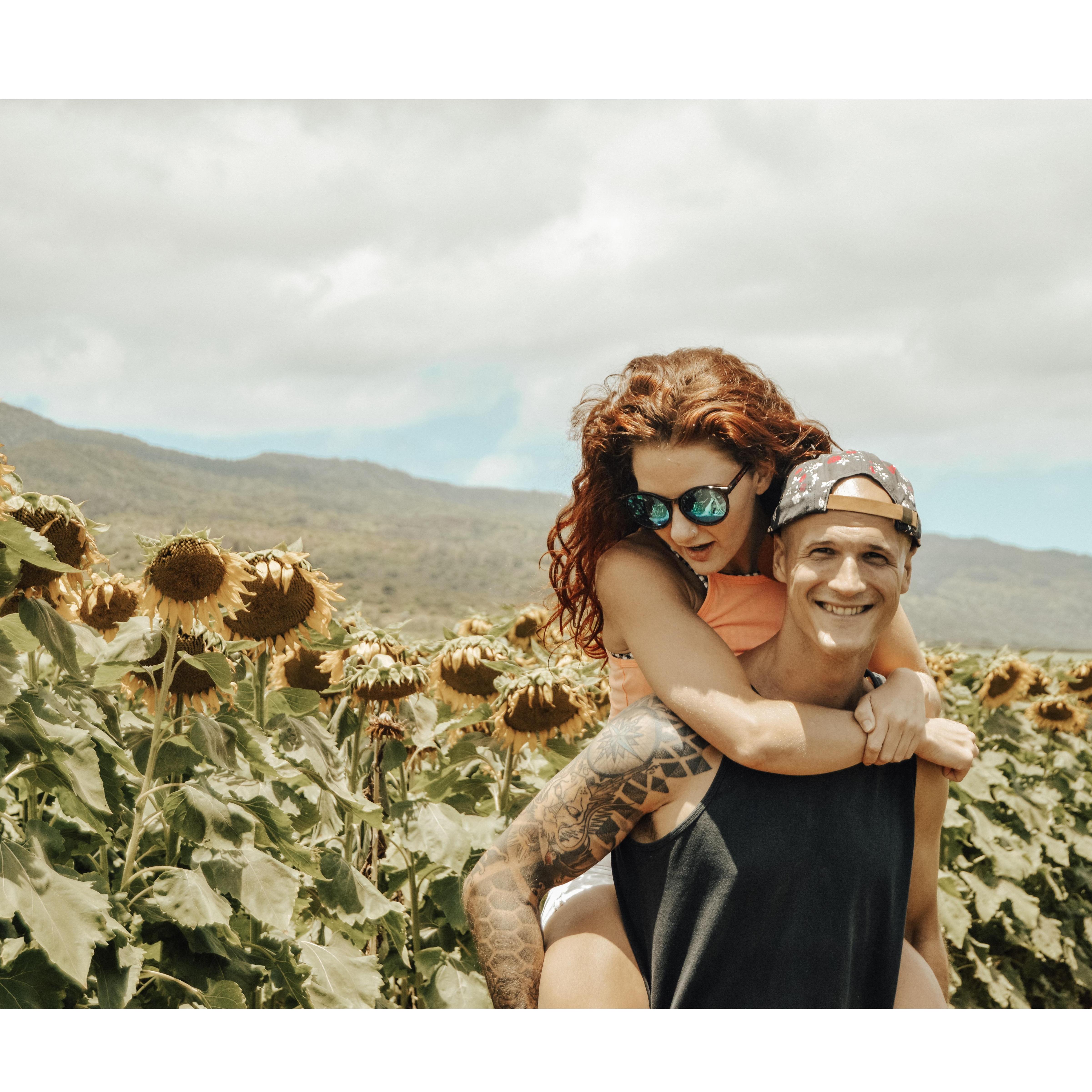 Traipsing through some tired sunflowers