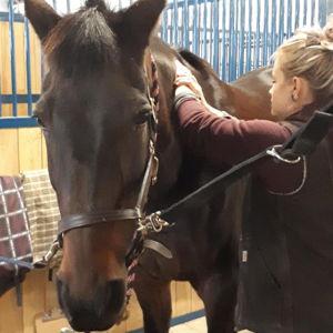 Equine Massage and Veterinarian Care