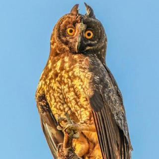 Pine Ridge Birding Tour for 2 - Belize