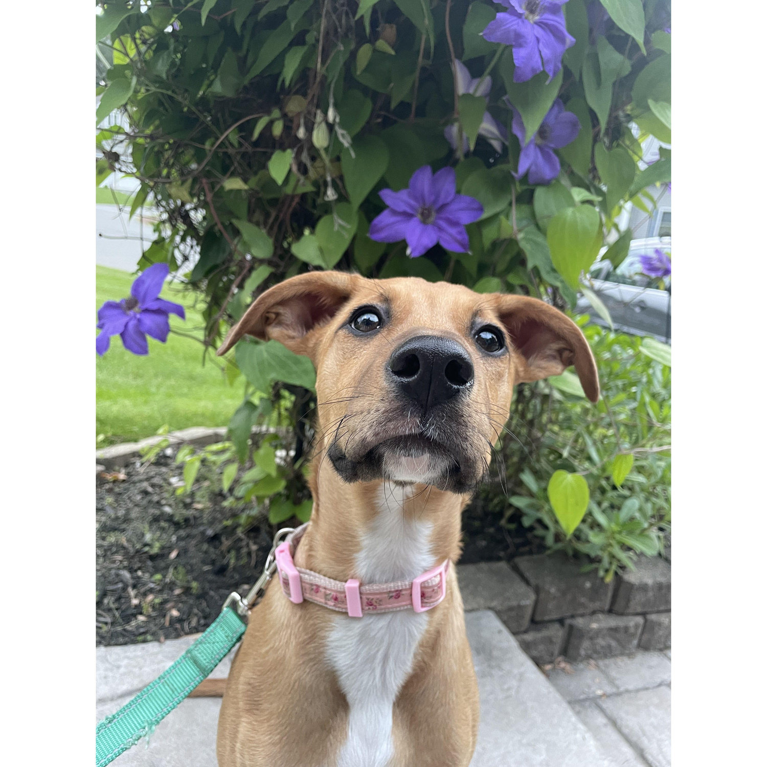 Our sweet pup, Winnie