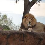 Animal Kingdom