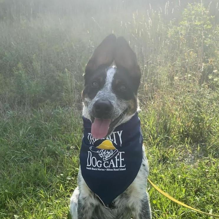 Even Dudley is a fan of The Salty Dog Cafe!