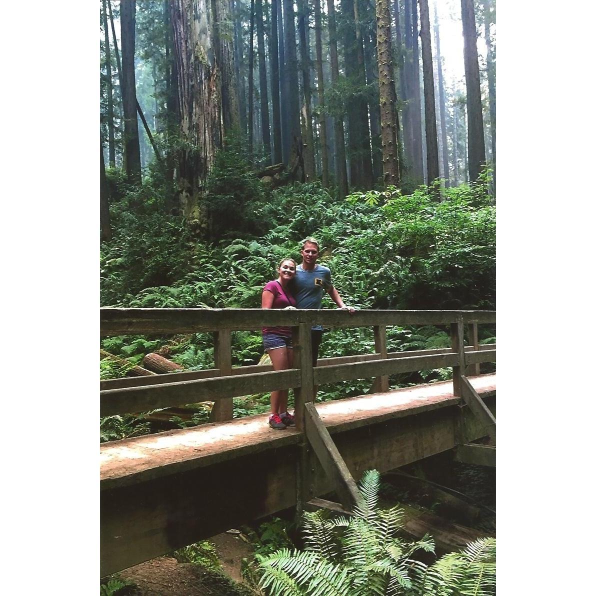 Redwood Forest in Arcata, California September 2017