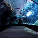 Oklahoma Aquarium