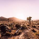 Joshua Tree National Park