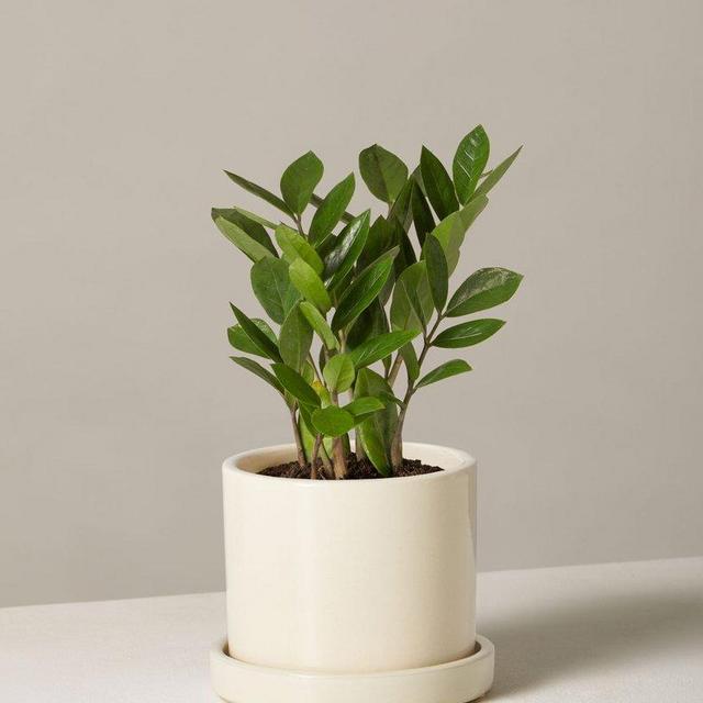 $18 ZZ Plant