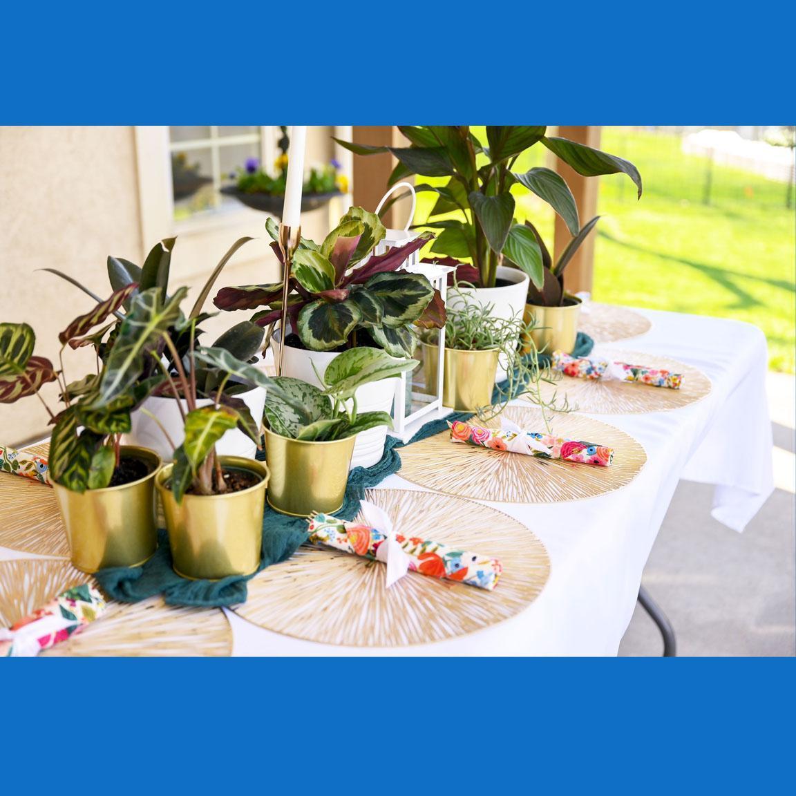 A setting for our al fresco brunch in the goose's backyard.