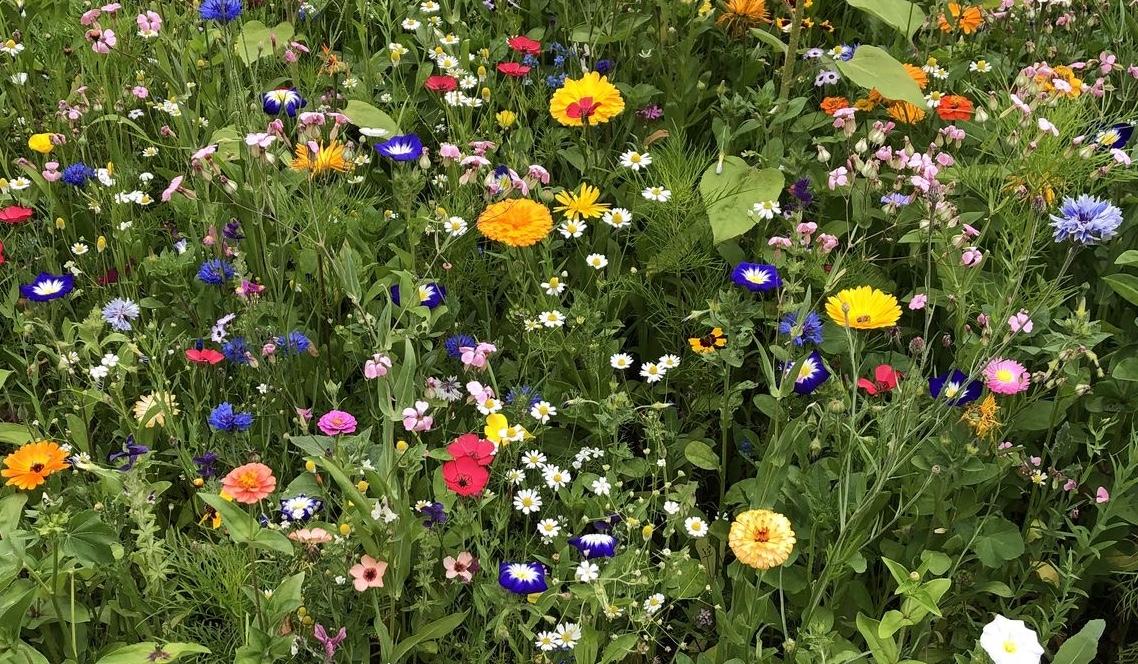 The Wedding Website of Meghan Harless and Shepherd Connor